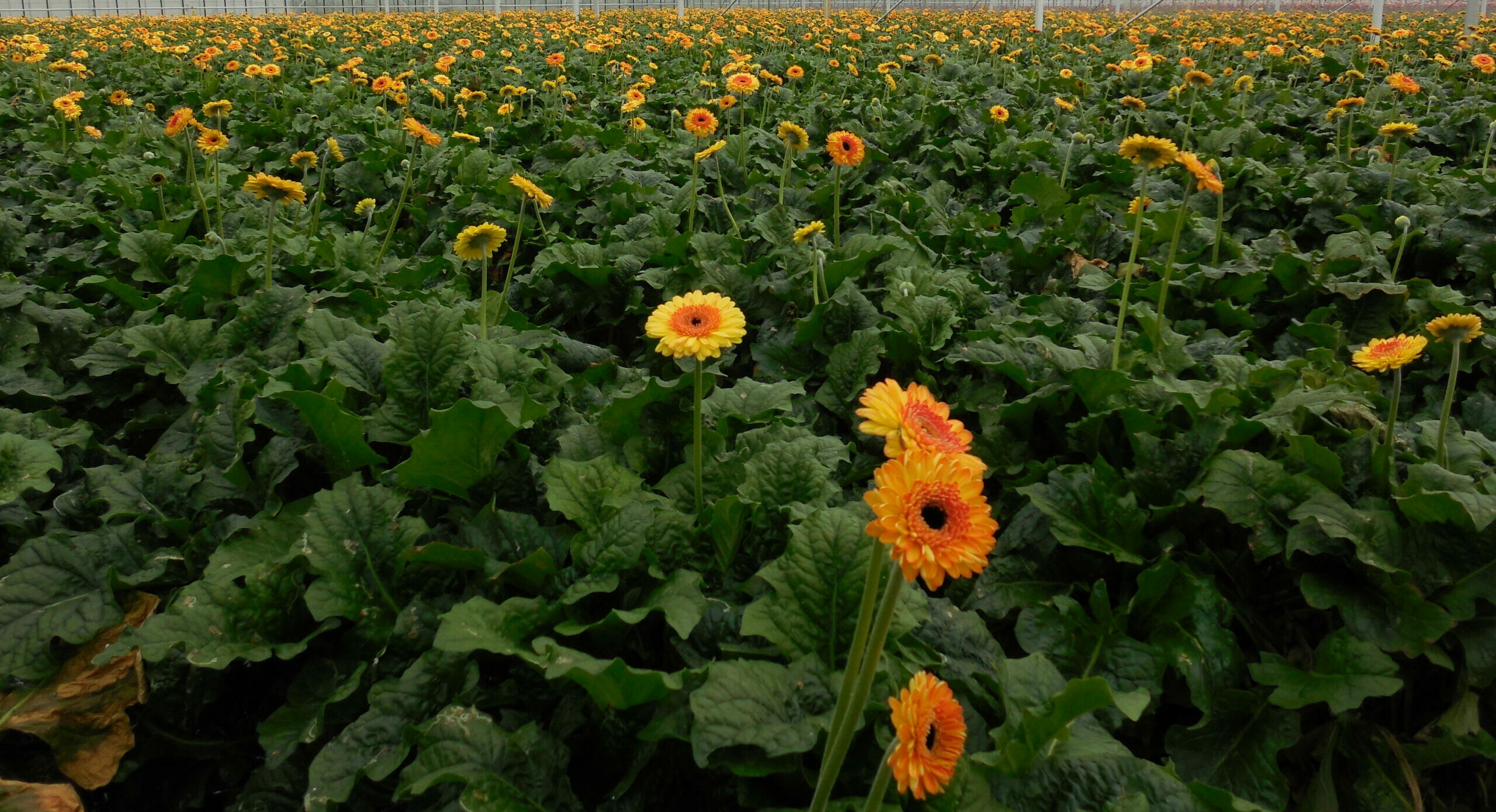 Sierteelt werken met gerbera's