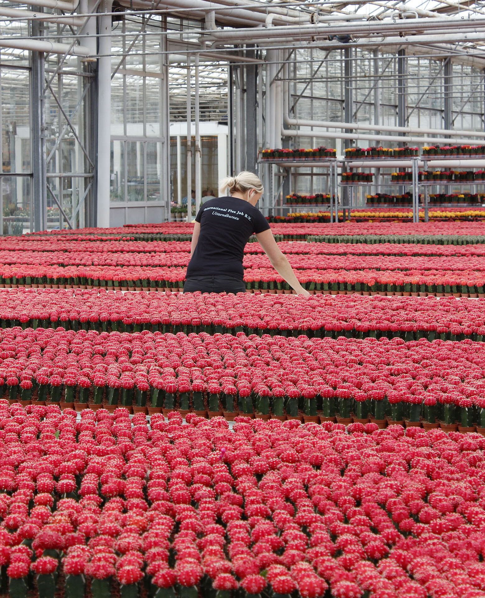 werken in de kas