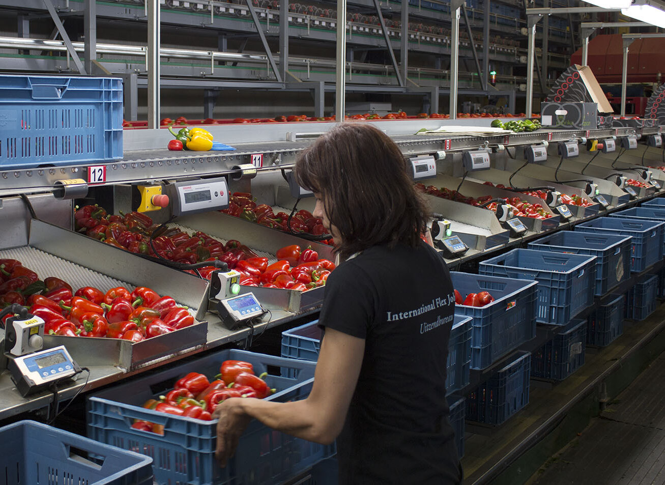 Productiewerk paprika's sorteren