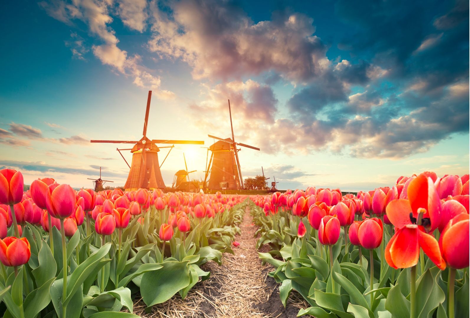 Werken in Nederland